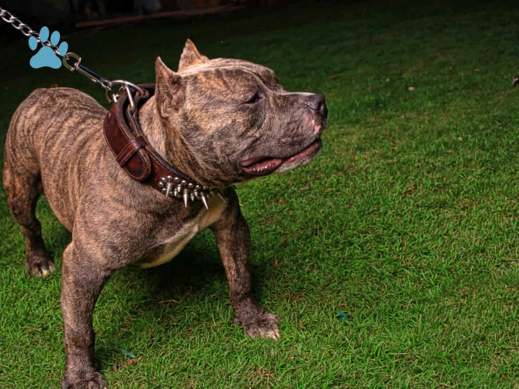 a dark brown pitbull having collar in his neck standing on grass