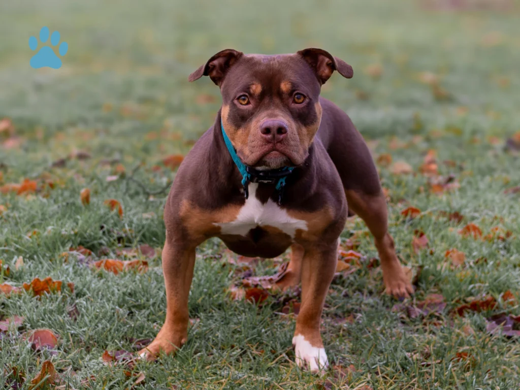a brown white pitbull dog standing