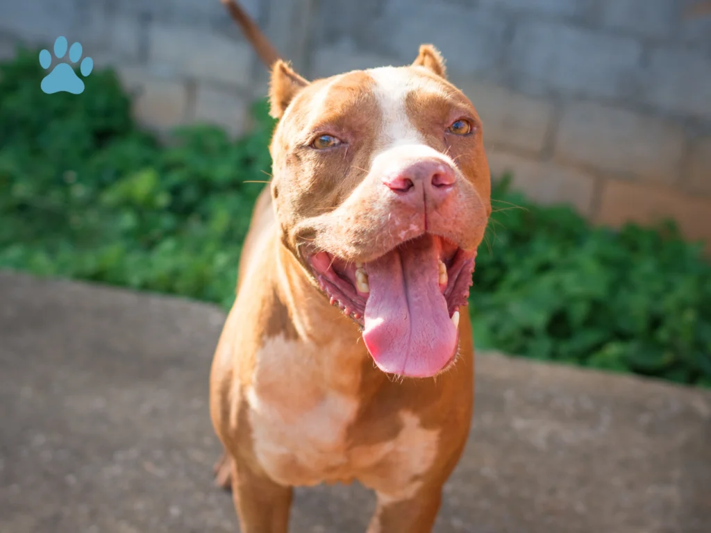 red nose pitbull dog