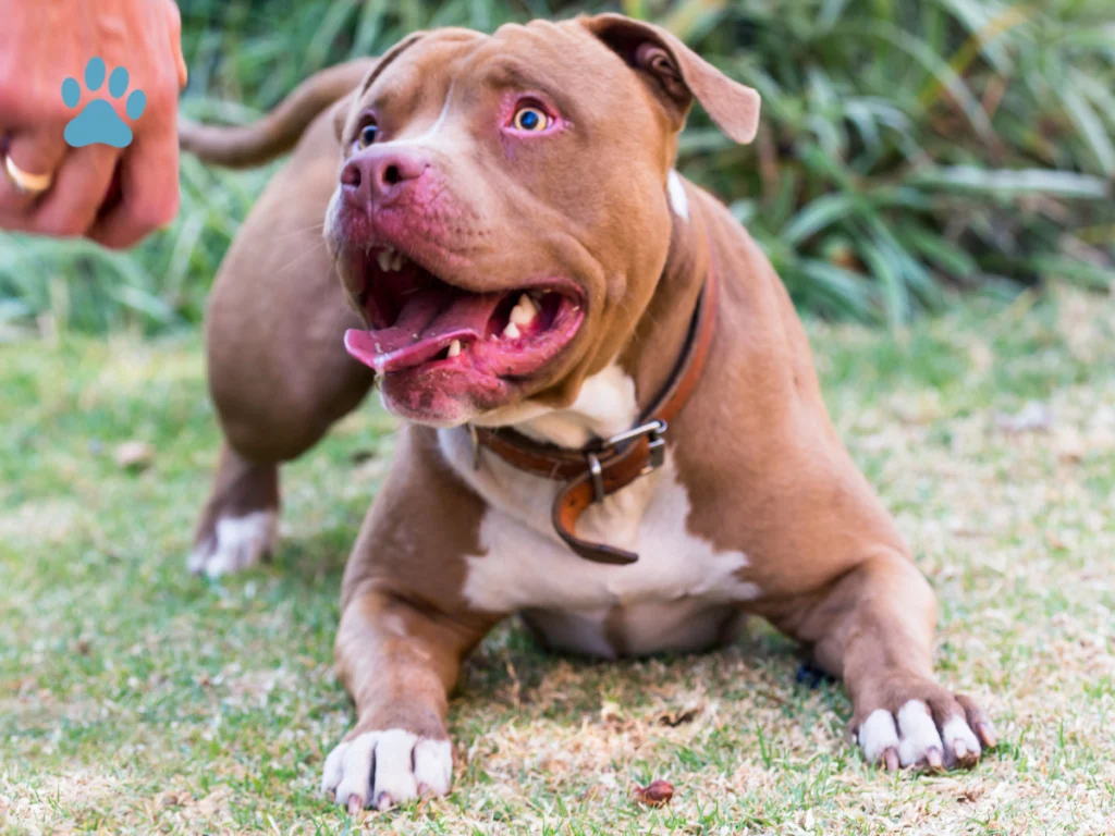 pocket pitbull dog breed