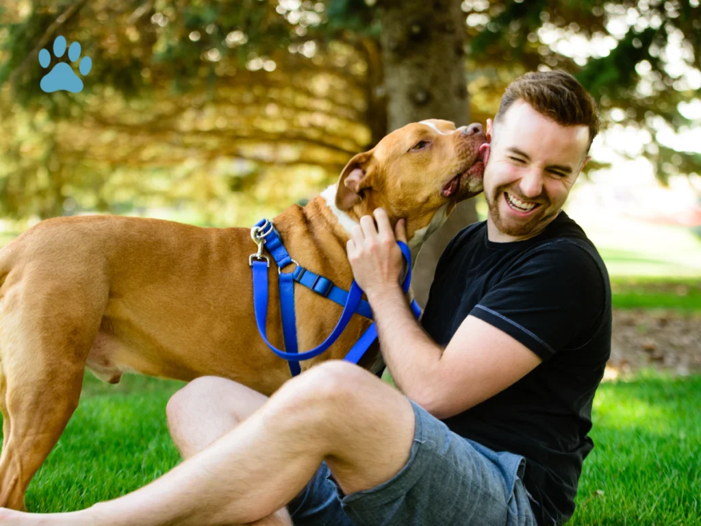 a large pitbull playing with his owner