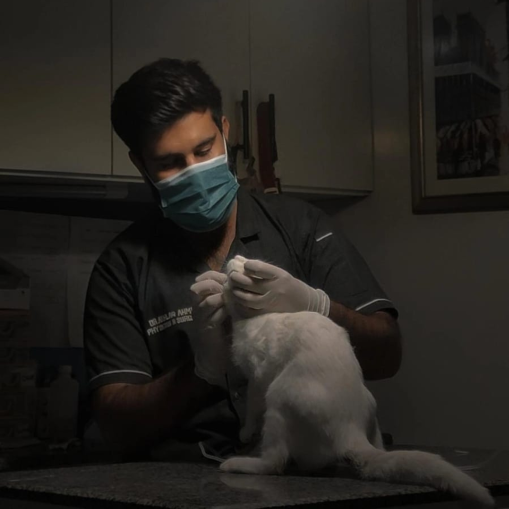 Dr ikhlaq doing treatment of white cat